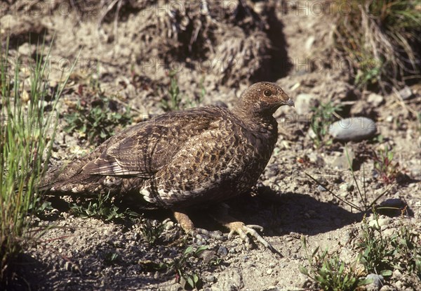 Ruffed Grouse