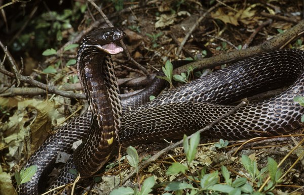 SPITTING COBRA