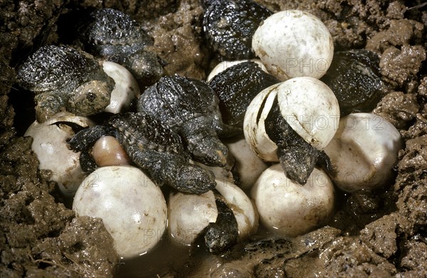 Snapping Turtles Hatching