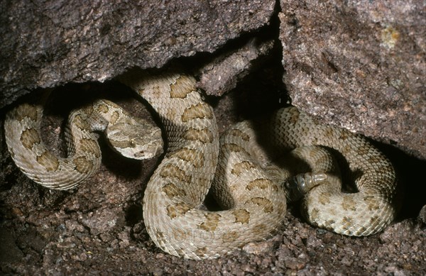 SPECKLED RATTLESNAKE