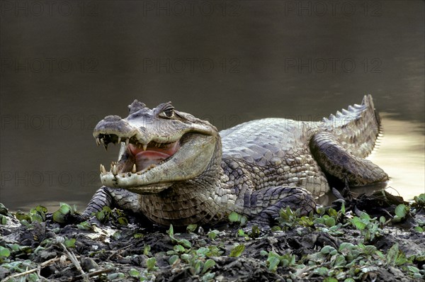 Spectacled Caiman