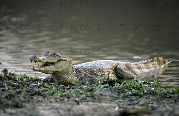 Spectacled Caiman