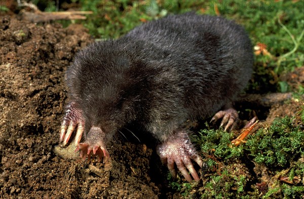 Star-Nosed Mole