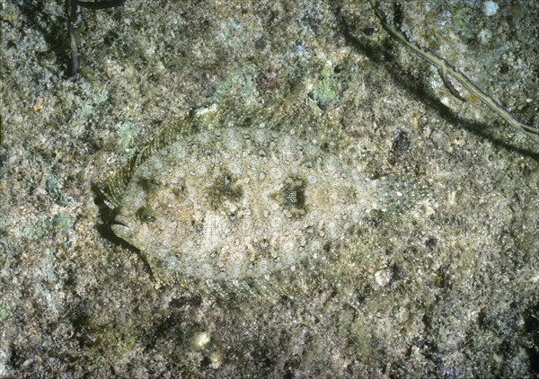 Peacock Flounder