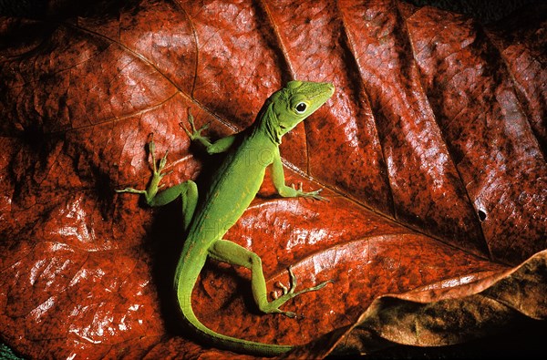 Rain Forest Anole