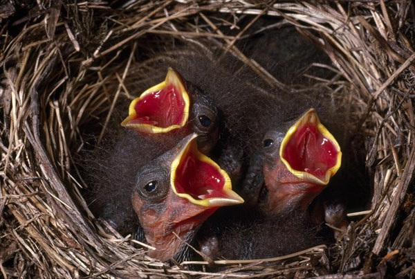 Junco Chicks Waiting for a Meal