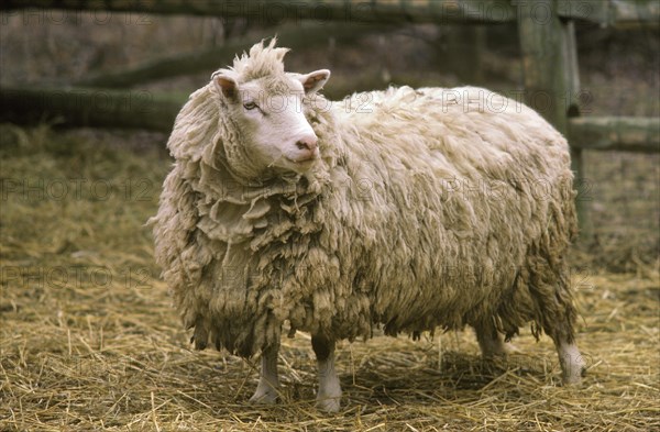 Finnsheep Ready to be sheared