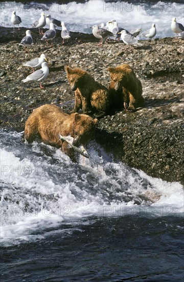 Mother Teaching the Art of Fishing to her Cubs