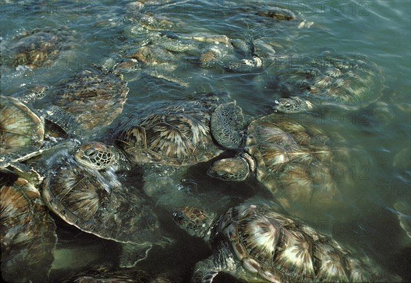 Green Sea Turtles