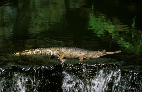 Indian Gavial