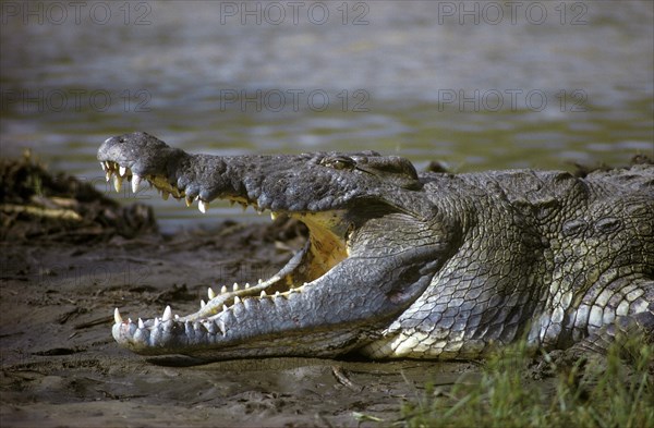 Nile Crocodile