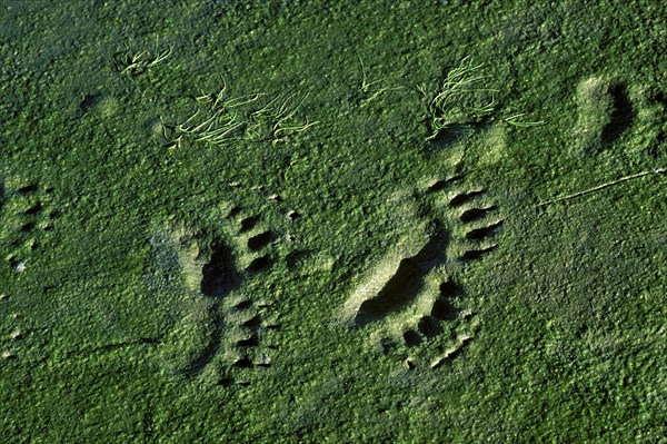 Grizzly Bear Tracks