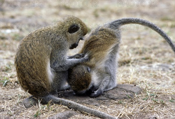 Grooming Vervet