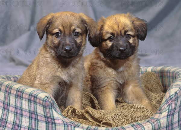 German Shepard Puppies