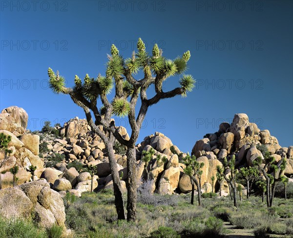 Joshua Tree National Park