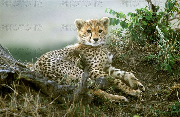 Cheetah Cub