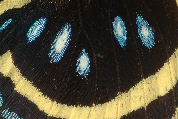ECU of Butterfly Wing Showing Scales