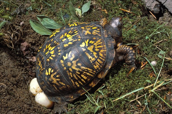 Eastern Box Turtle