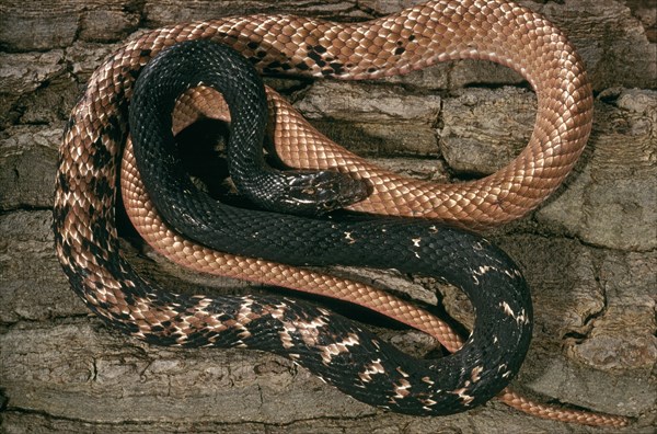 COMMON WHIPSNAKE Masticophis flagellum