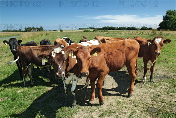 Danish Red cattle
