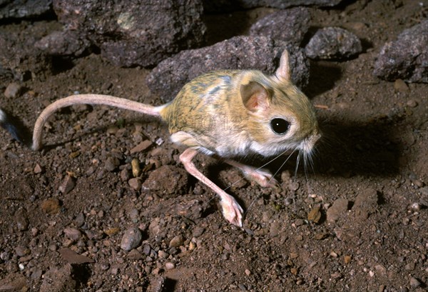 Egyptian Jerboa