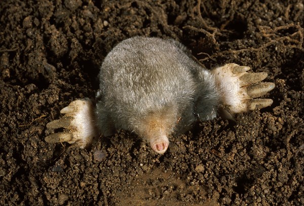 Eastern Mole