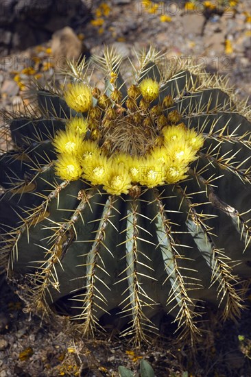 Mexican Golden Barrel Cactus