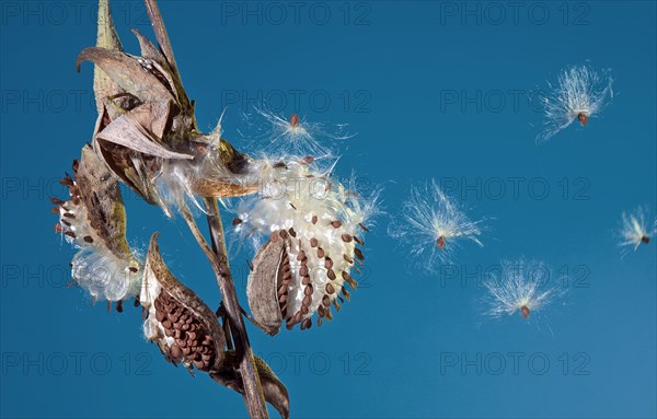 Milkweed Seed Flight