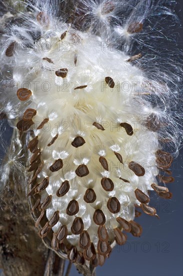 Bursting Milkweed Seed Pod