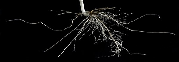 Bean Seed Root System Forming