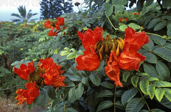 Nandi Flame Tree Blooms