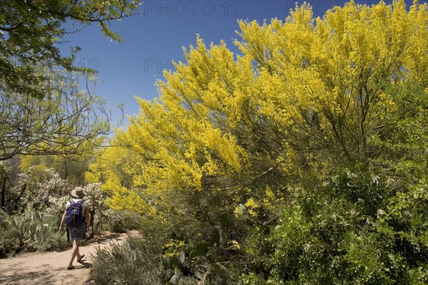 Palo Verde Tree in Bloom