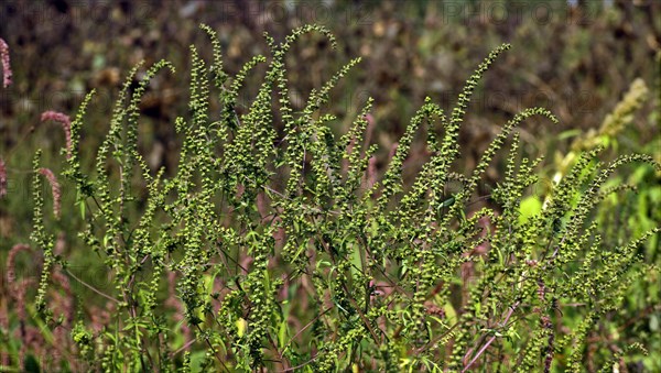 Ragweed