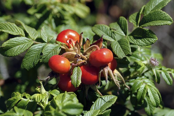 Rose Hips