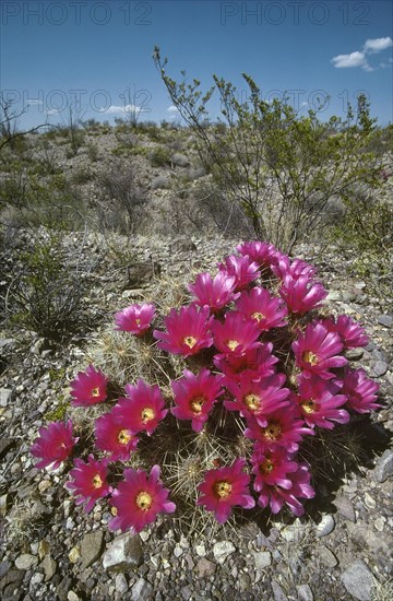 Strawberry Hedgehog Cactus