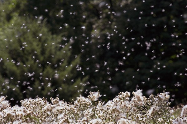 Wind Seed Dispersal of Thistle