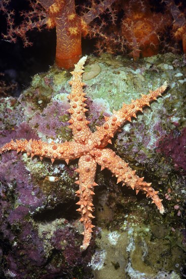Orange Sea Star