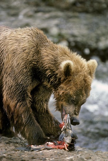 Alaskan Brown Bear