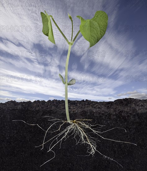 Bean Sead Sprouting into Plant