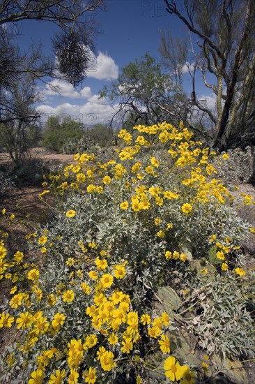 Brittlebush