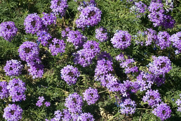 Blooming Moss Verbena