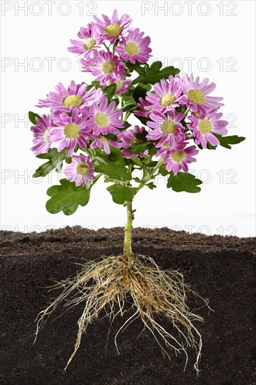 Flowering Mums Showing the Root System