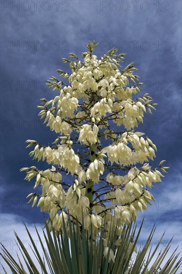 Hesperoyucca whipplei