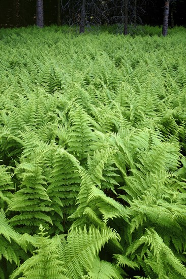 Field of Ferns