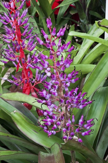 Bromeliaceae