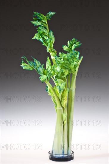 Capillary Action Observed in Celery