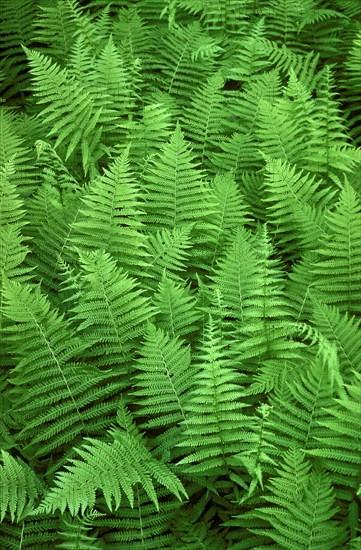 Carpet of Ferns