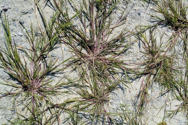 Spreading Crab Grass in Sandy Soil