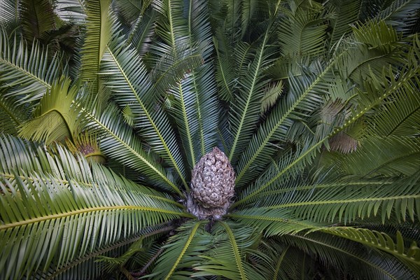 Dioon cycads are part of a plant genus of 14 described species. They are cycads in the family Zamiaceae