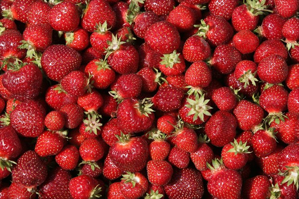 Ripe Strawberries